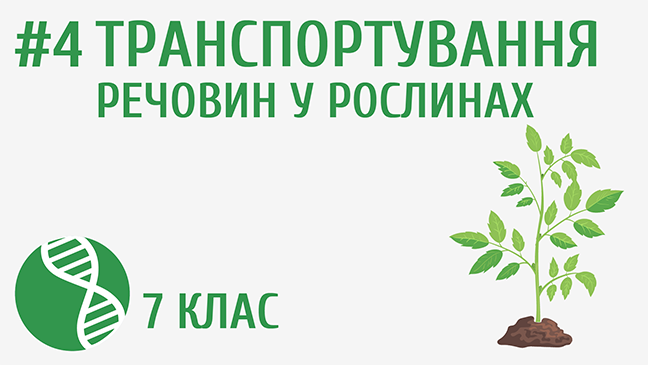 Транспортування речовин у рослинах