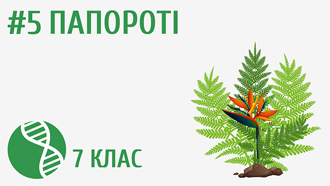 Папороті