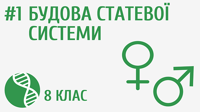 Будова статевої системи
