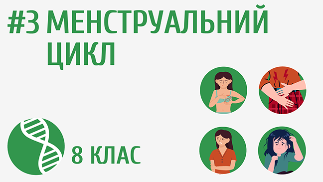 Менструальний цикл