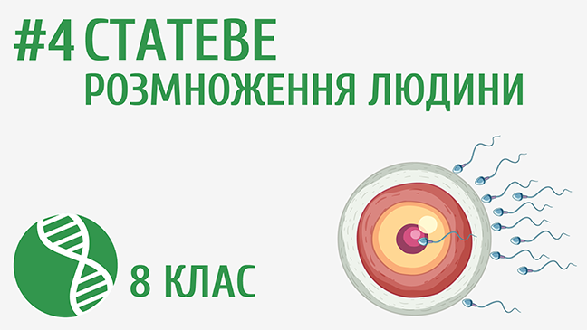 Статеве розмноження людини