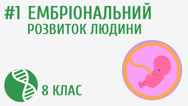 Ембріональний розвиток людини