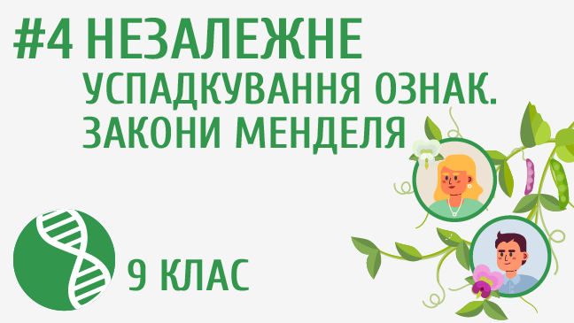 Незалежне успадкування ознак. Закони Менделя