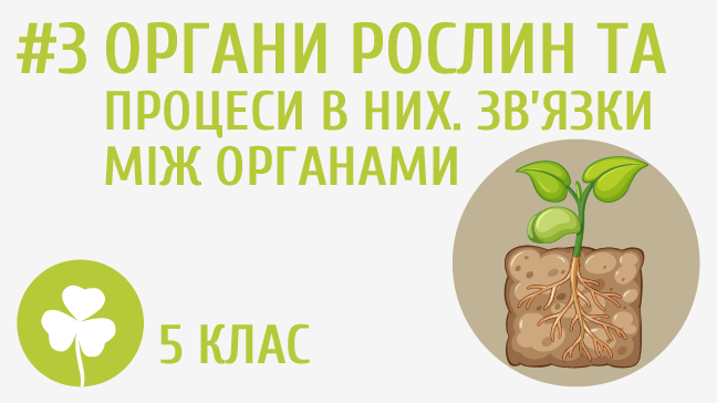 Органи рослин та процеси у них. Зв’язки між органами