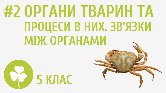 Органи тварин та процеси у них. Зв’язки між органами